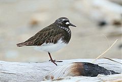 Black Turnstone